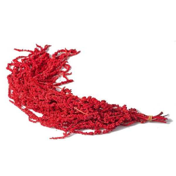 amaranthus_kirmizi_1