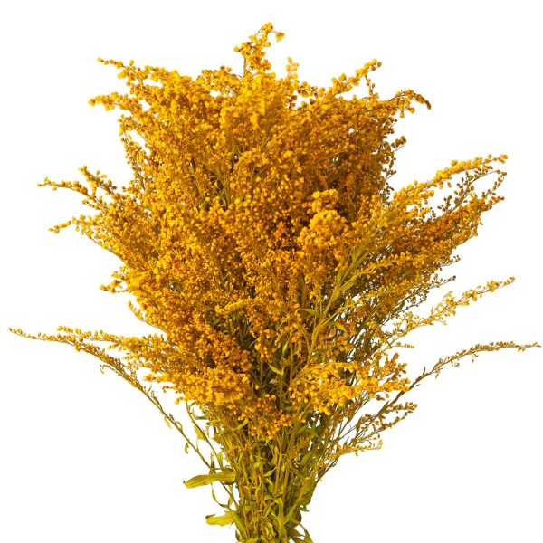 solidago_1